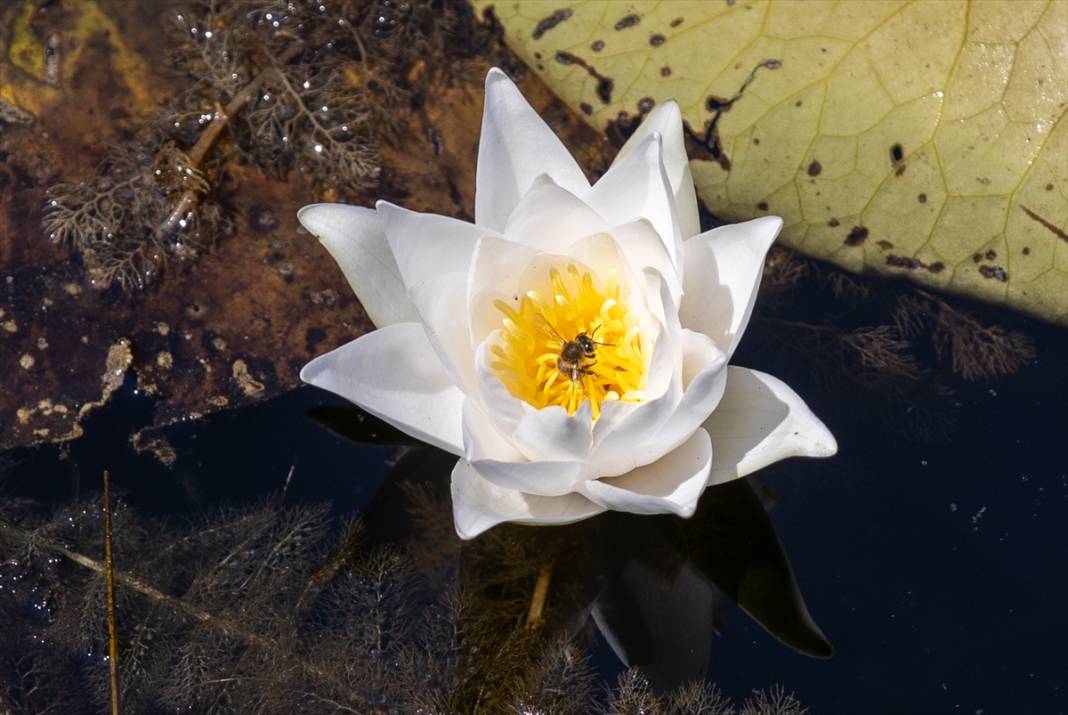 Türkiye’nin en büyük tek parça subasar ormanı 9